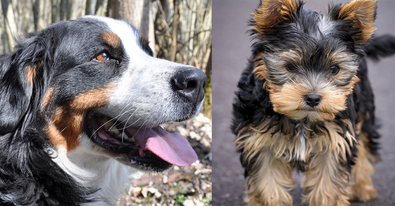 Yorkshire Terrier und Berner Sennenhund