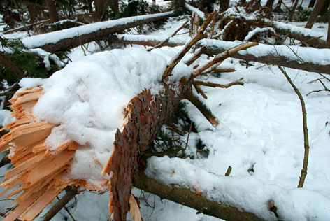 Durch Schneelast umgestürzte Bäume