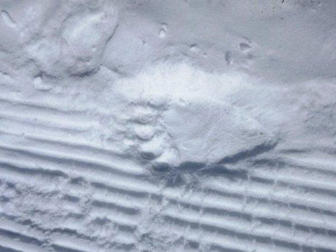 Fußspur des Bären im Schnee