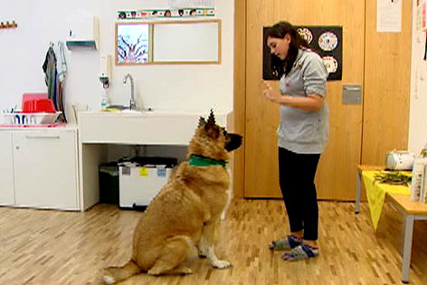 Sprechen lernen mit Therapiehunden in Kramsach