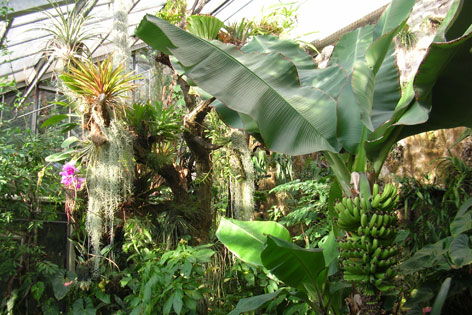 Tropische Pflanzen im Botanischen Gartens