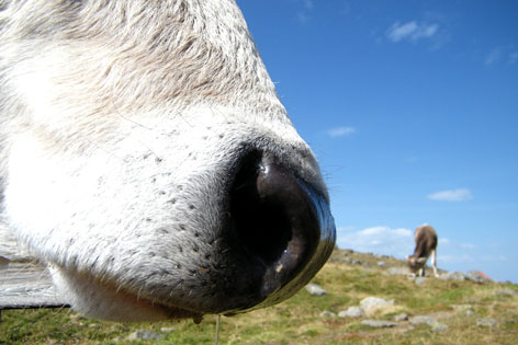 Nase eines Kuh