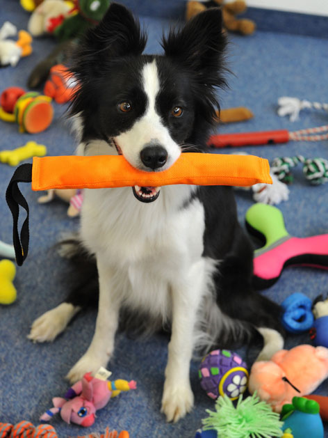 Hund mit Spielzeug