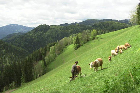 Almwiese Kühe Landwirt