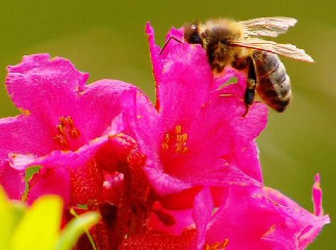 Biene auf Alpenrose, Braunelle
