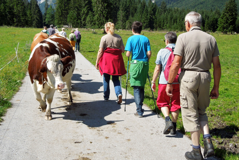 Kühe begegnen Spaziergängern