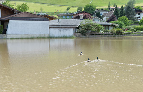 Enten auf Hochwasser-Teich
