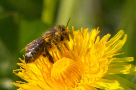 Österreichbild: Biene