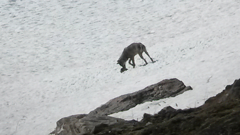 Wolf in Nationalpark Hohe Tauern
