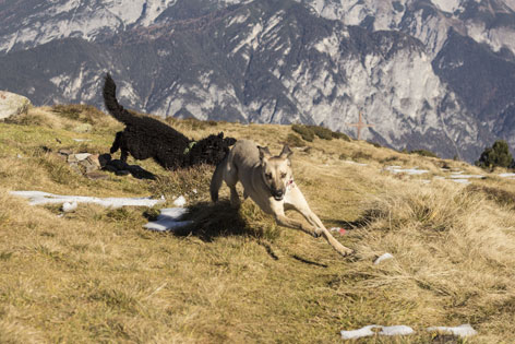 Zwei Hunde jagen sich spielerisch am Gipfelkreuz