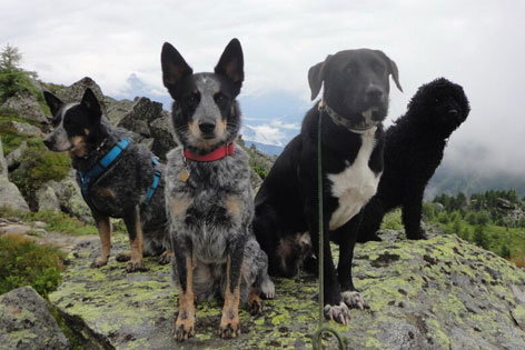 Vier Hunde auf einem Felsen