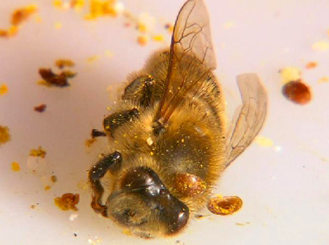 Bienen, Varroa, Faulbrut