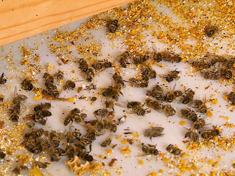 Bienen, Varroa, Faulbrut