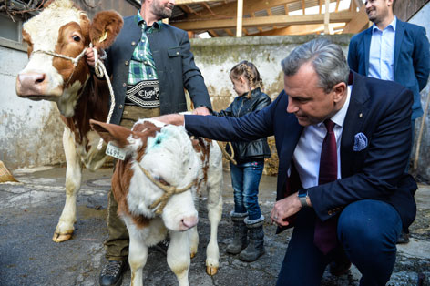 Hofer Besuch Tirol Kalb Kuh