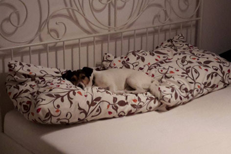 Kleiner Hund liegt auf den Polstern im Bett