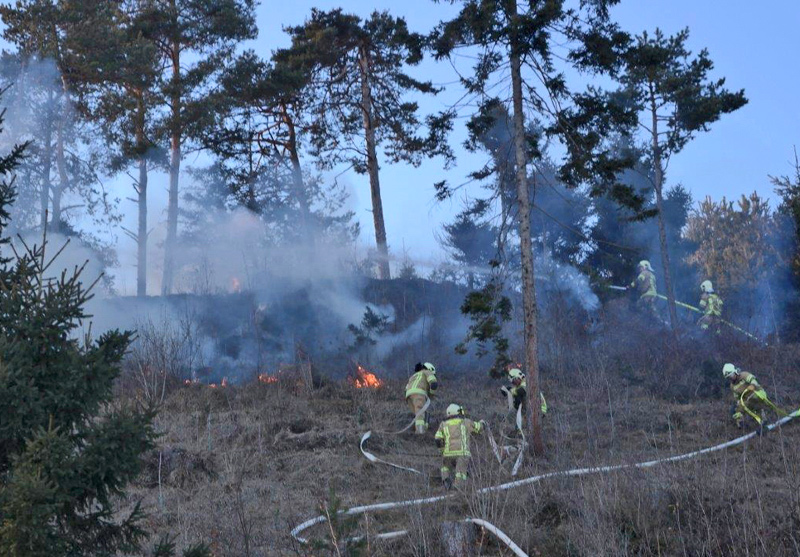 Feuerwehrleute bekämpfen Waldbrand