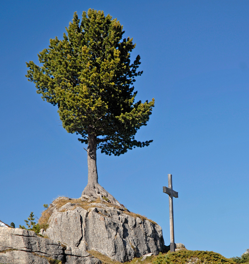 Zirbenbaum wächst auf Felsblock