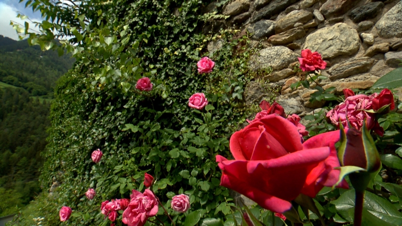 Rosen und Efeu an der Mauer