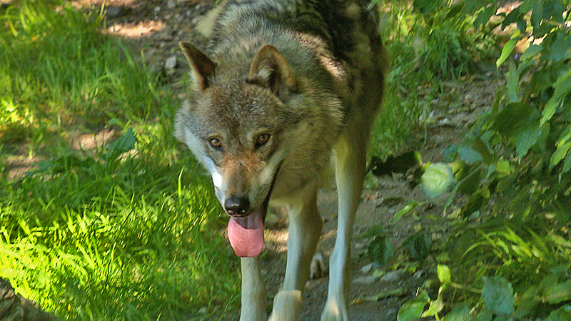 Wolf Alpenzoo