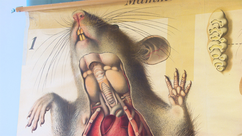 Wandplakat einer Maus