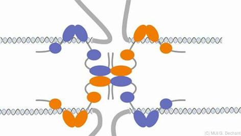 Ein Komplex aus vier SATB2 Proteinmolekülen bindet an die DNA