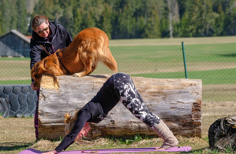 Hund und Frau machen gemeinsam Yoga